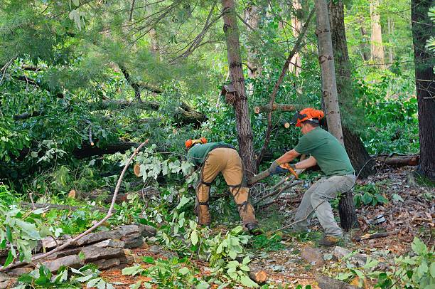 Residential Tree Removal in Stewartville, AL